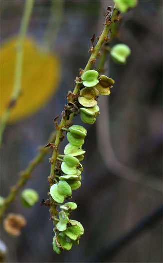 Gouania longispicata