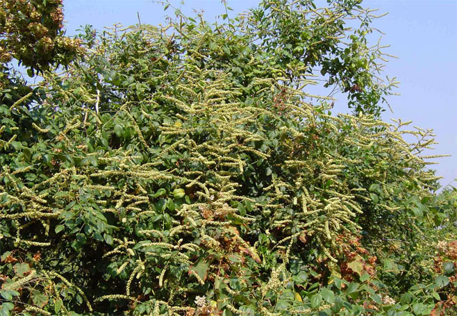 Gouania longispicata