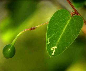 Helinus integrifolius 