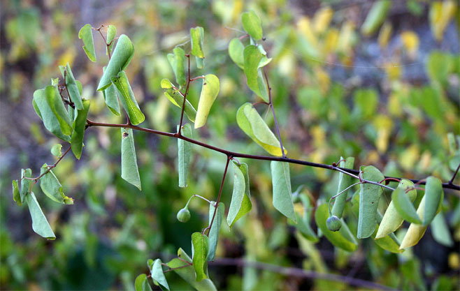 Helinus integrifolius 