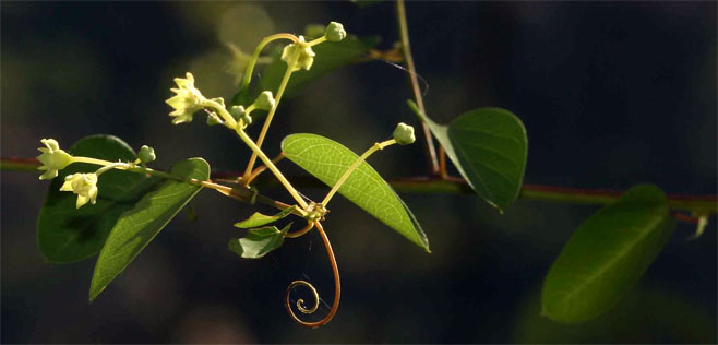 Helinus integrifolius 