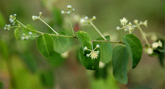 Helinus mystacinus