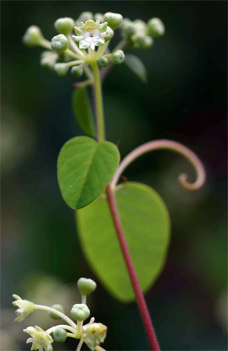 Helinus mystacinus