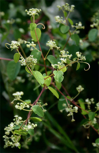 Helinus mystacinus