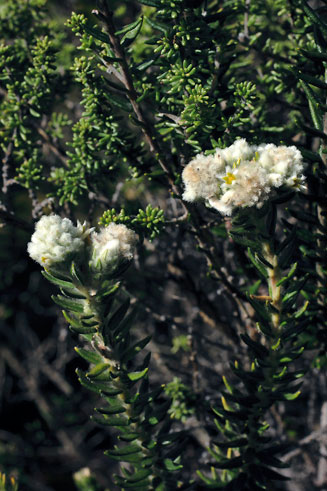 Phylica ericoides