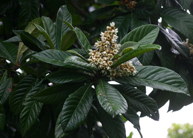 Eriobotrya japonica (Loquat)