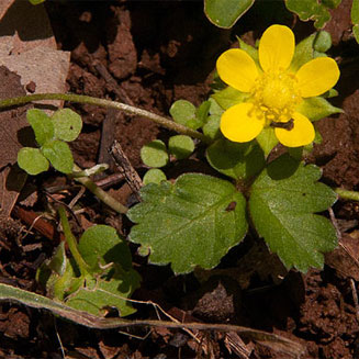 Duchesnea indica (Indian strawberry)
