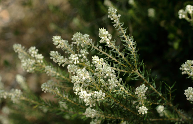 Phylica axillaris 