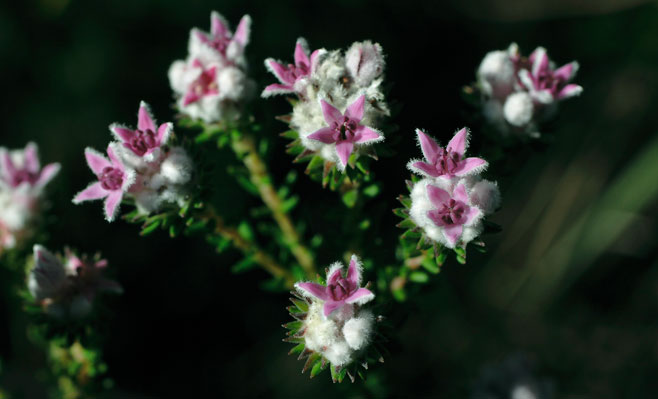 Phylica lachneaeoides