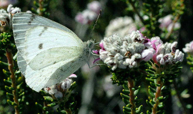 Phylica lachneaeoides
