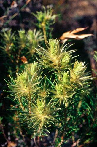 Phylica plumosa 