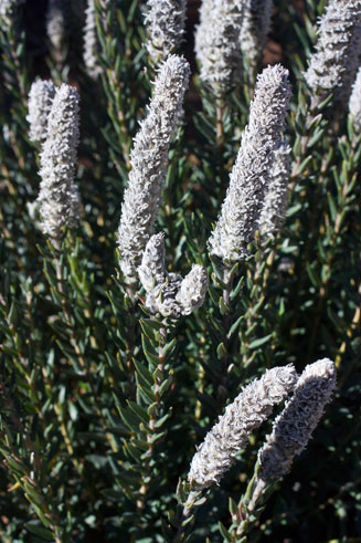 Phylica spicata