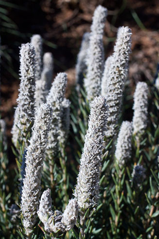 Phylica spicata