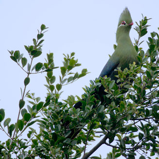 Scutia myrtina (Cat-thorn)