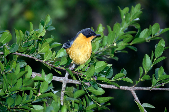 Scutia myrtina (Cat-thorn)