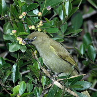 Scutia myrtina (Cat-thorn)