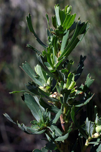 Cliffortia cuneata 