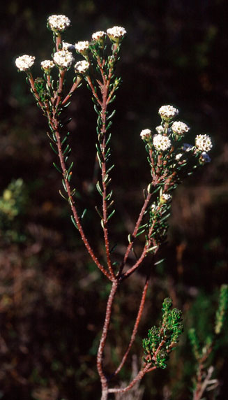 Phylica nigrita 