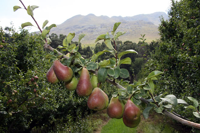 Pyrus communis (Pear)