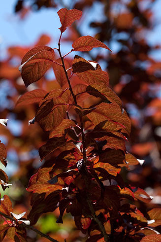 Prunus cerasifera (Cherry plum, Mirabelle, Myrobalan)