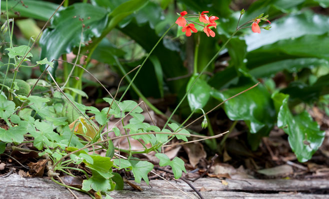 Pelargonium tongaense 