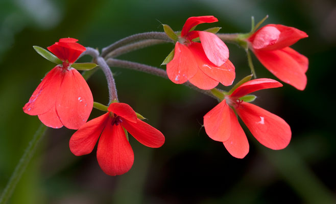 Pelargonium tongaense 