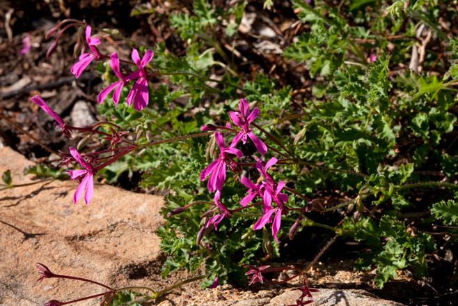 Pelargonium ionidiflorum 
