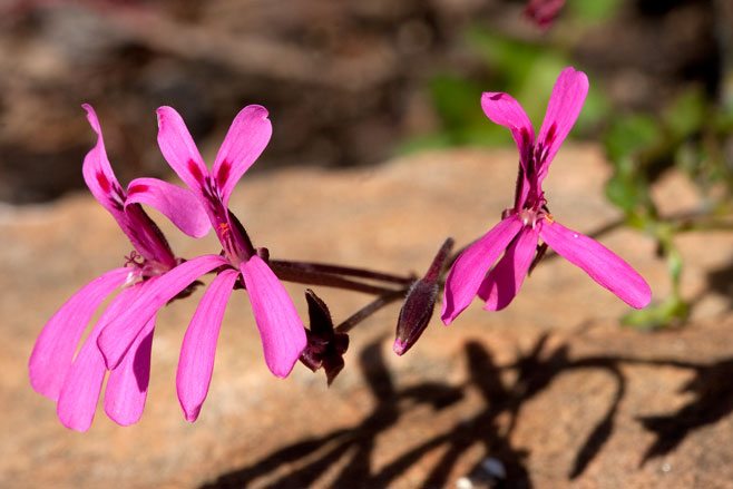 Pelargonium ionidiflorum 