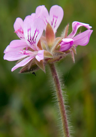 Pelargonium capitatum 
