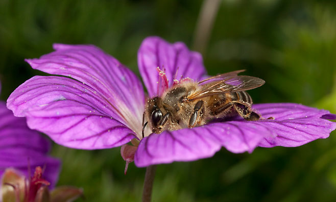 Geranium incanum (Carpet geranium)