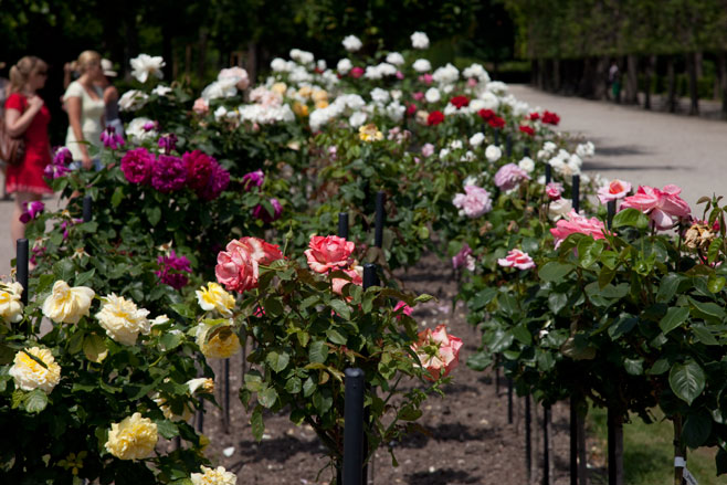 Rosa (roses)