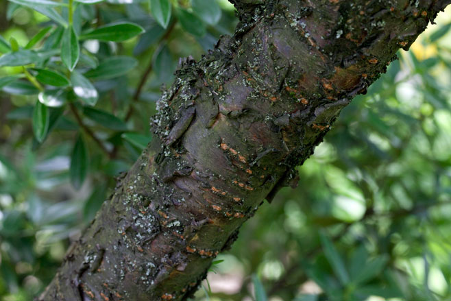 Prunus tomentosa (Nanking cherry, Downy cherry)