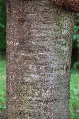 Prunus avium (Cherry, Sweet cherry, Gean, Mazzard, Hagberry)