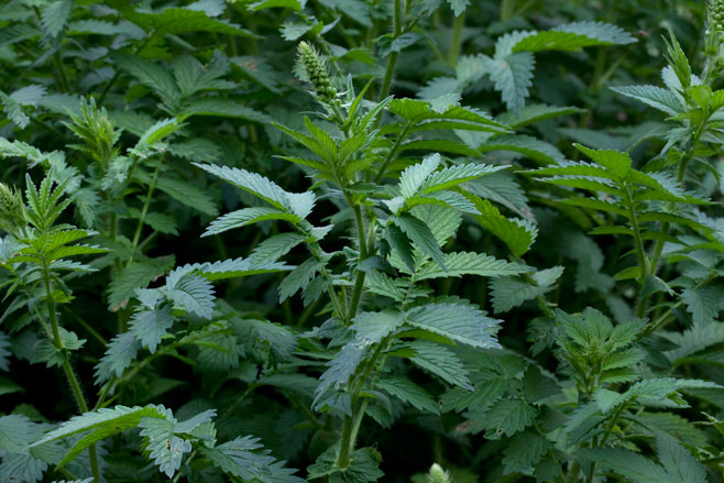 Agrimonia eupatoria (Common agrimony)