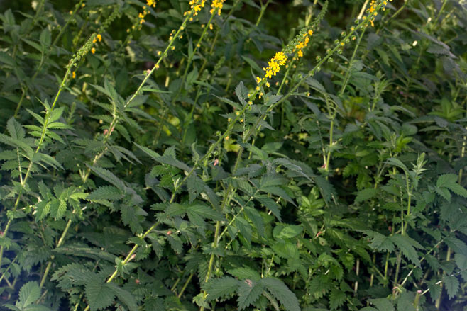 Agrimonia procera