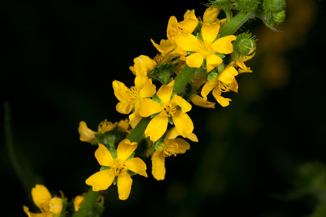 Agrimonia procera