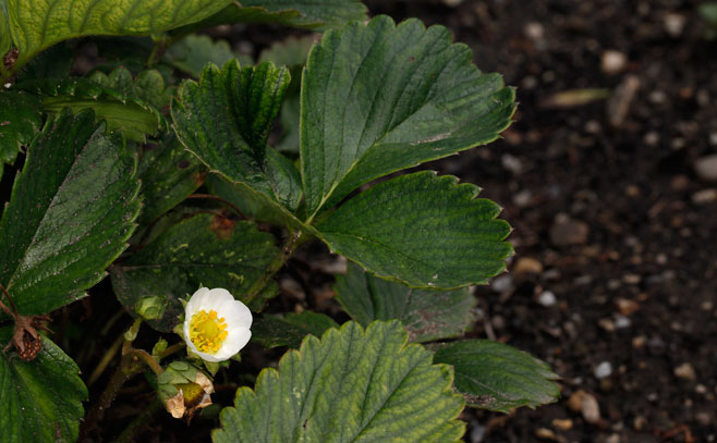 Genus: Fragaria (strawberries)