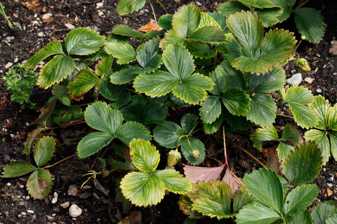 Genus: Fragaria (strawberries)