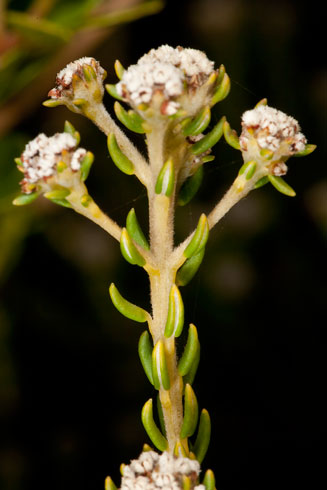Phylica ericoides