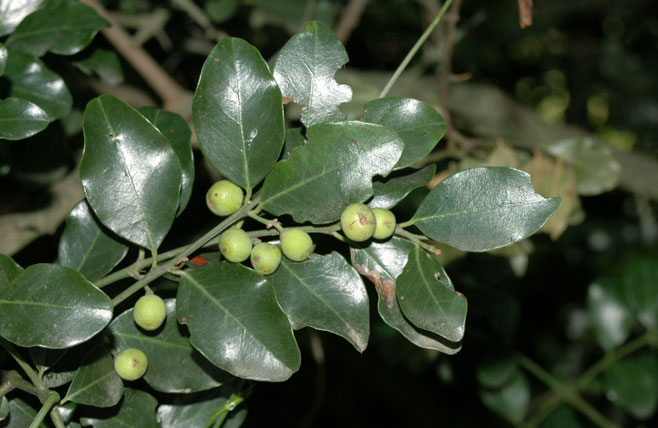 Scutia myrtina (Cat-thorn)