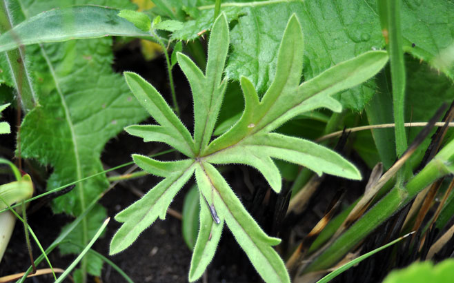 Pelargonium lobatum