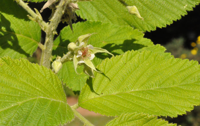 Rubus apetalus