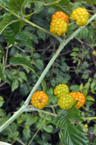Rubus pinnatus 