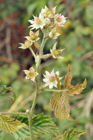 Rubus pinnatus 