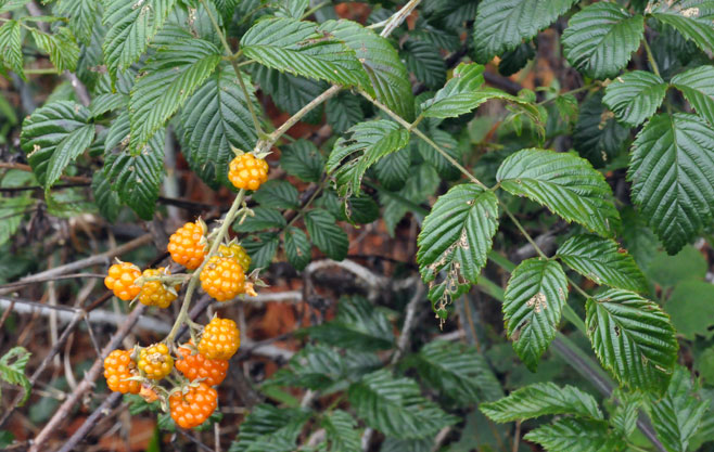 Rubus pinnatus 