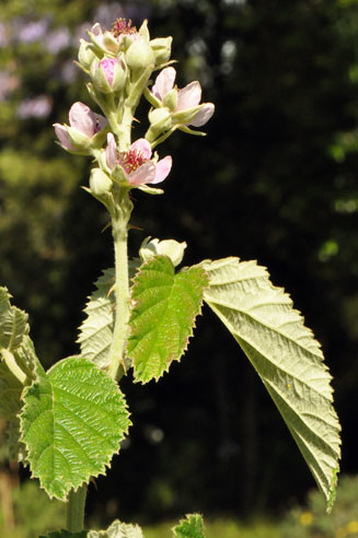 Rubus rigidus 