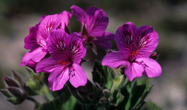 Pelargonium cucullatum 