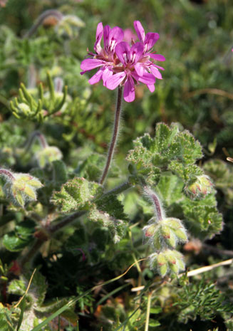 Pelargonium capitatum 