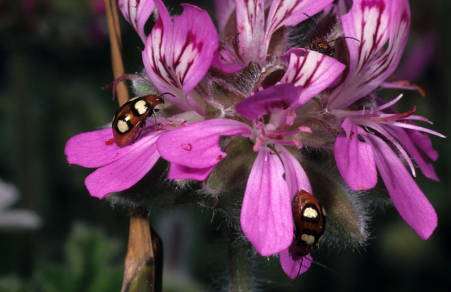 Pelargonium capitatum 