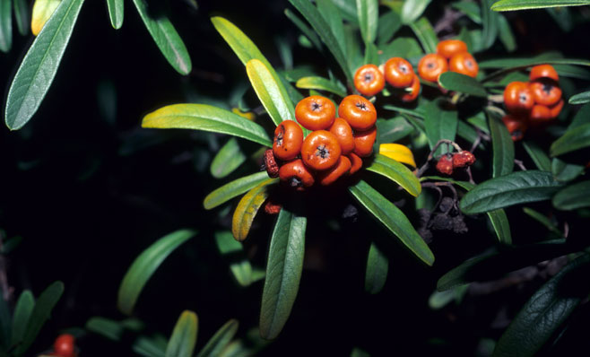 Pyracantha angustifolia (Yellow fire-thorn, Geelbranddoring)